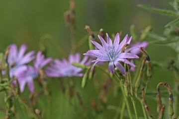 Obraz premium Blauer Lattich (Lactuca perennis)
