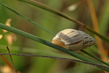 Märzenschnecke (Zebrina detrita)