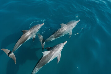 Fototapeta premium Group of three dolphins underwater in ocean, top view, created with Generative AI Technology