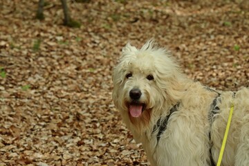 Goldendoodle im Buchenlaub