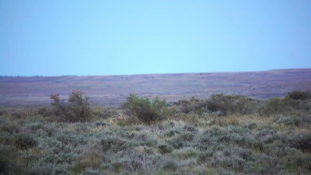 Coyote in sage brush yips to pack in sage and brush in morning