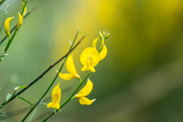 Gelbe Blüten von spanischem Ginster (Spartium junceum) vor softem grün-gelben Hintergrund