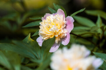 Rose-Gelbe Pfingstrosen-Blüte (Paeonia)