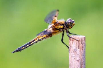Großlibelle an einem Bambushalm vor freigestelltem grünen Hintergrund