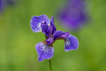 Blaue Blüte einer sibirischen Schwertlilie (Iris) © Rouven
