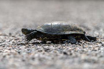 Wasserschildkröte auf dem Weg zum Teich
