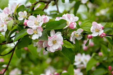 Obraz na płótnie Canvas natural background branches of blooming apple tree