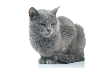 Gray cat on a white background. cat predators