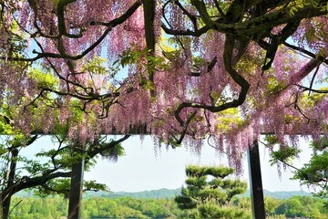 ピンクの藤棚と松の木