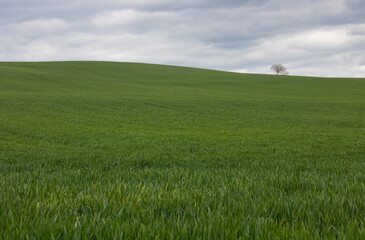 grand champ cultivé de céréales  en agriculture intensive au printemps avec un arbre isolé