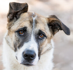 a closeup on a dog making the face of 