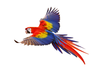 Colorful flying parrot isolated on transparent background png file