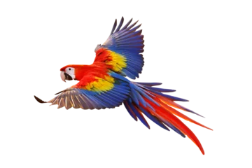 Schilderijen op glas Colorful flying parrot isolated on transparent background png file © Passakorn