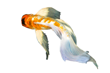 carp fish on a black background.,PNG file