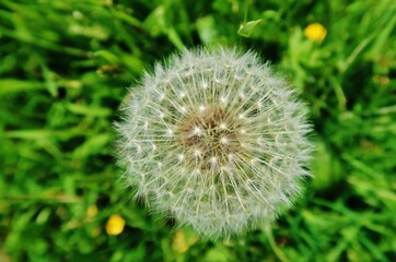 Löwenzahn, Samenkugel, Pusteblume