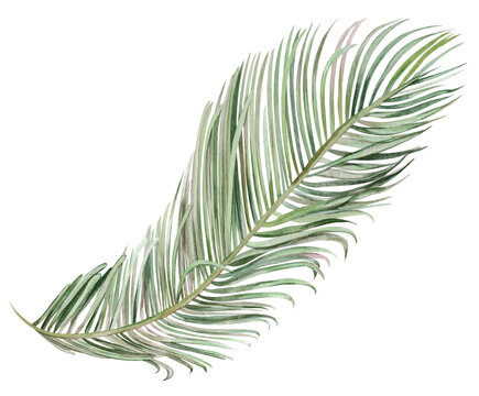 dry palm leaf illustration hand drawn in watercolor isolated on white background for design