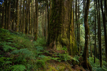Forest landscape in alishan national forest recreation area