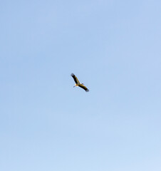 Black stork flies against the background of a cloudless blue sky