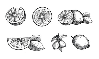 Hand drawn lemon. Citrus slices set., Lemon or lime engraving fruit icons. Vector vintage illustration