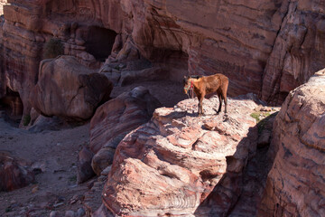 a horse standing of a cliff, Petra, Jordan