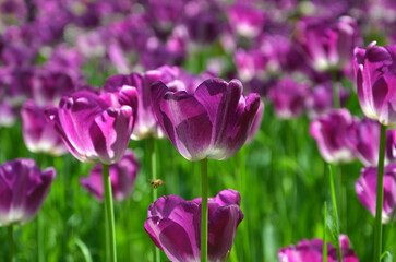 Obraz na płótnie Canvas A group of magenta -purple Triumph Tulips ‘Striped Flag’ flowers bloom on spring flowerbed. Selected focus. Landscaping ,gardening , growing tulips concept.