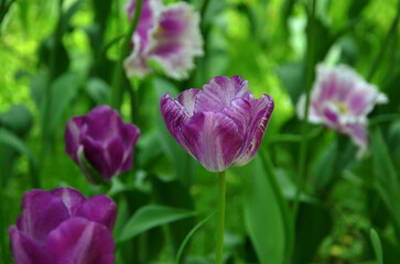 Beautiful purple - lavender and white striped tulips, Rembrandt-tulip -'Columbine' bloom in springtime .Gardening, cultivation of flowers concept. Free copy space.