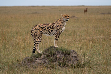 Cheetah stands on a rock in the Masaai Mara Reserve in Kenya, stalking its prey