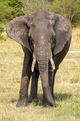 Fototapeta na wymiar Very muddy elephant washes and bathes in the Masaai Mara Reserve Kenya
