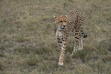 Fototapeta na wymiar Cheetah walks and stalks its prey in the grassland of the Masaai Mara Reserve in Kenya