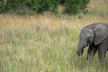Obraz na płótnie Canvas Side portrait of a baby elephant walking in tall grass in Masaai Mara Reserve Kenya