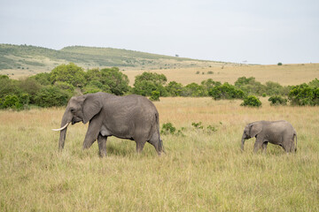 Fototapeta premium Elephant mama and baby walk in the Masaai Mara Reserve, Kenya Africa