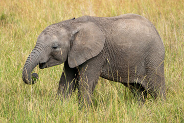 Naklejka na ściany i meble Baby elephant walks in tall grass - Kenya, Africa Masaai Mara Reserve
