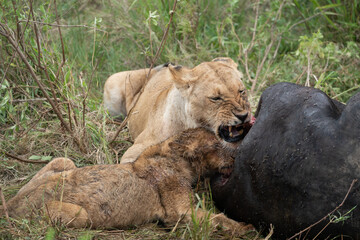 Snarling lions eat and feast on a dead cape buffalo they recently killed. Masaai Mara Reserve in Kenya