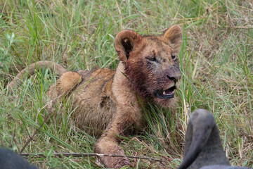 Bloody lion cub eats a cape buffalo in the Masaai Mara Reserve, Kenya