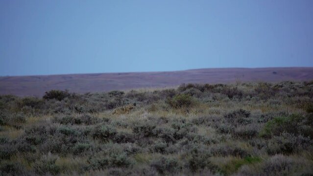 Coyote skulks through sage brush on Montana prairie