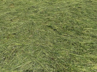 Freshly cut hay in full frame