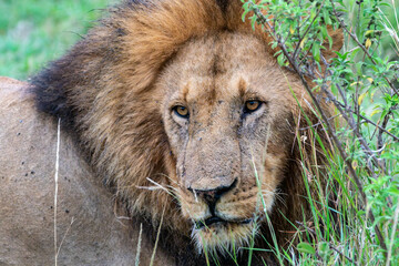 Lion face portrait, as it watches in the Masaai Mara Reserve in Kenya, Africa