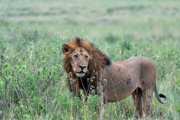 Lion face portrait, as it watches in the Masaai Mara Reserve in Kenya, Africa