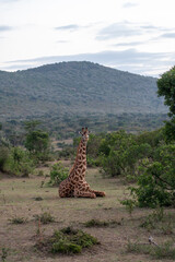 Fototapeta premium Sitting giraffe, looking at camera in the Masaai Mara Reserve, Kenya
