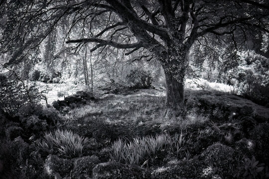 single tree in infrared black and white Dartmoor devon england uk 