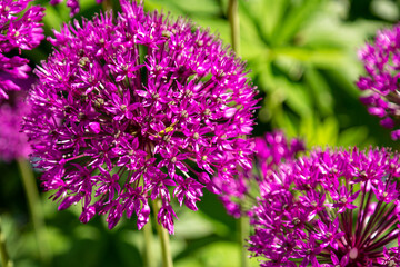 close up of a purple flower