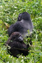 Baby mountain gorilla with a silverback in Bwindi Impenetrable Forest Uganda
