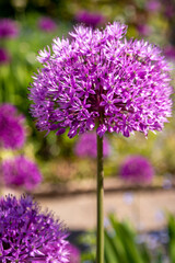 flowers in the garden