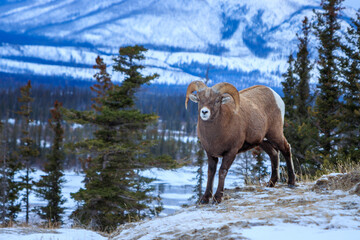 Bighorn Sheep standing on rockie mountains