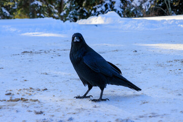 Big crow walking in snow