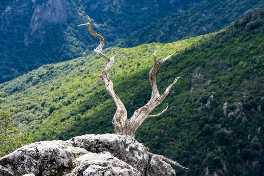 Wanderurlaub auf Sardinien, Italien: Wandern im Supramonte Gebirge, Gorropu Schlucht - spektakuläre Ausblicke mit einem alten bizarren Baum