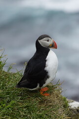 Macareux sur les falaises islandaises