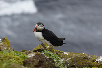 Macareux sur les falaises islandaises