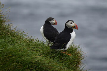 Macareux sur les falaises islandaises