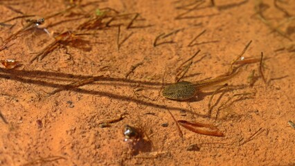 Kaulquappe des Grasfrosches (Rana temporaria).